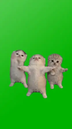CUTEST KITTIES DNCIN