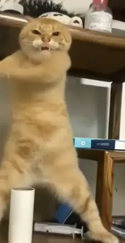 kungfu cat trend