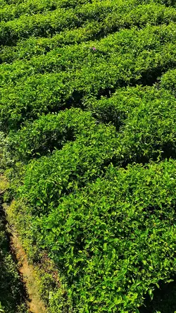 📍Kebun Teh Tambi