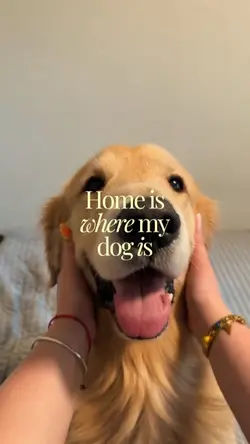 HOME IS MY DOG
