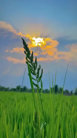nature estetic
