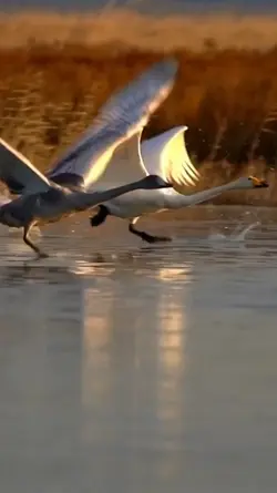 flock of white swans