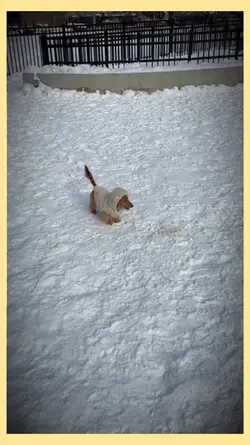 Dog Vs snow