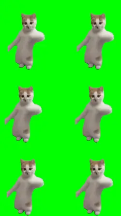 cat dancing viral 6
