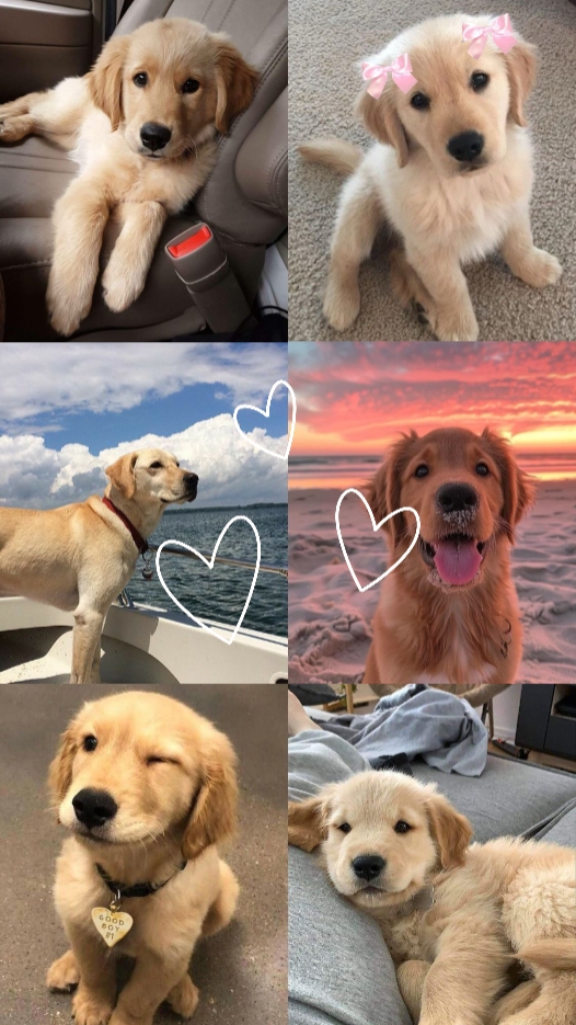 Meu cachorro 