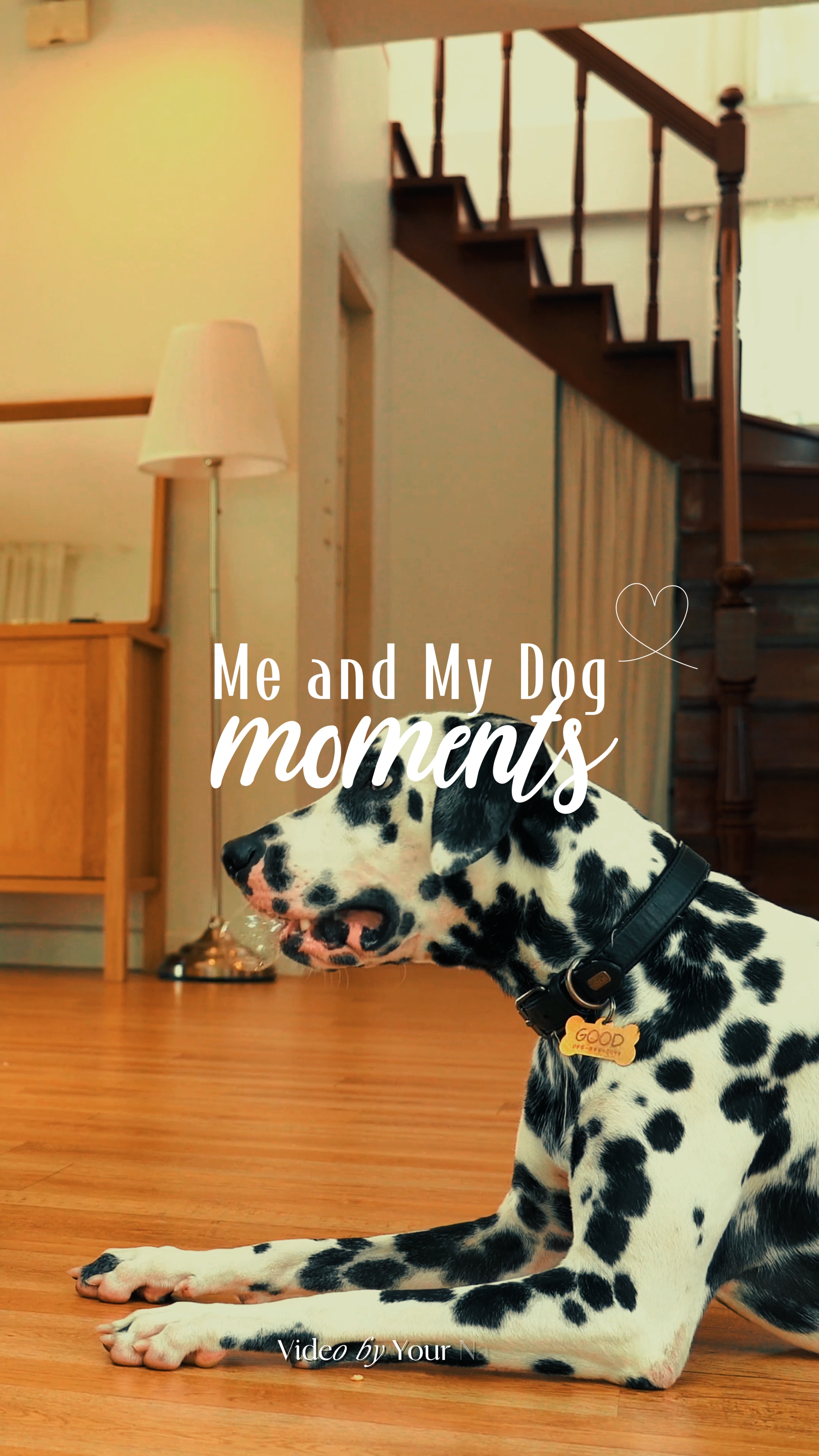 Mes moments de chien