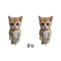 🙀