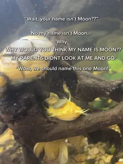 MY NAME ISNT MOON?!