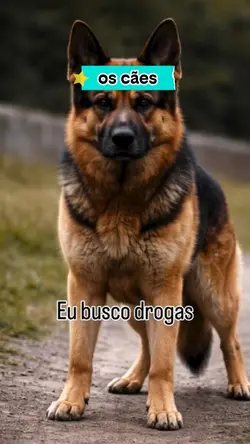 os cães 