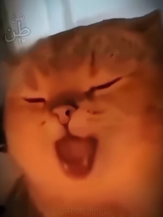 Som De Tendência De Gatos 🐈