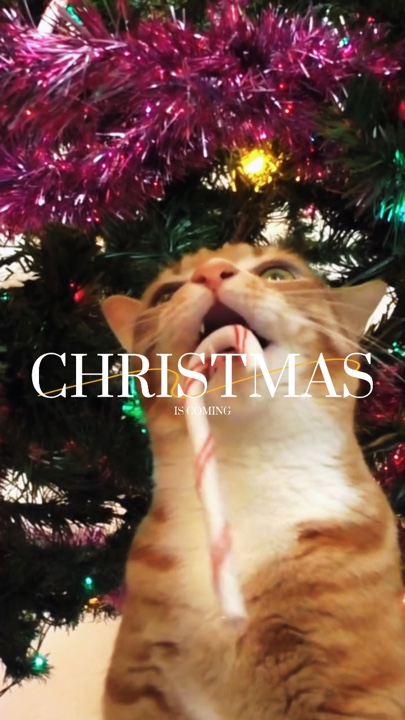 O natal está chegando 
