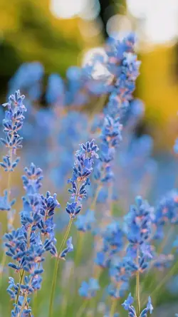 Nice colors 