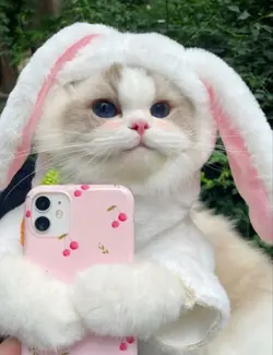 kedi çok tatluu