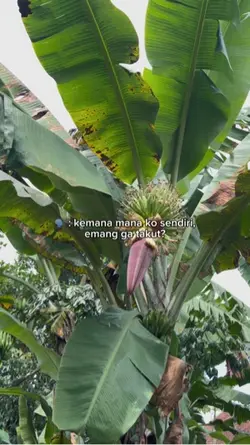 dunia aja kusolokan