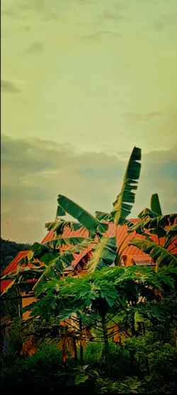 T'Harkia