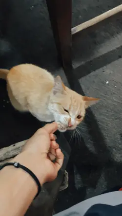 Sound kucing aaa aaa