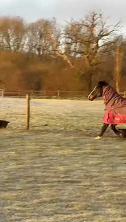 fancy ponyy