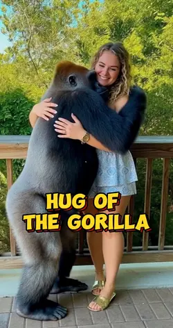 Hug of the gorilla