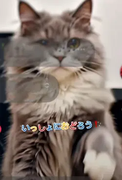 子供向け猫ダンス