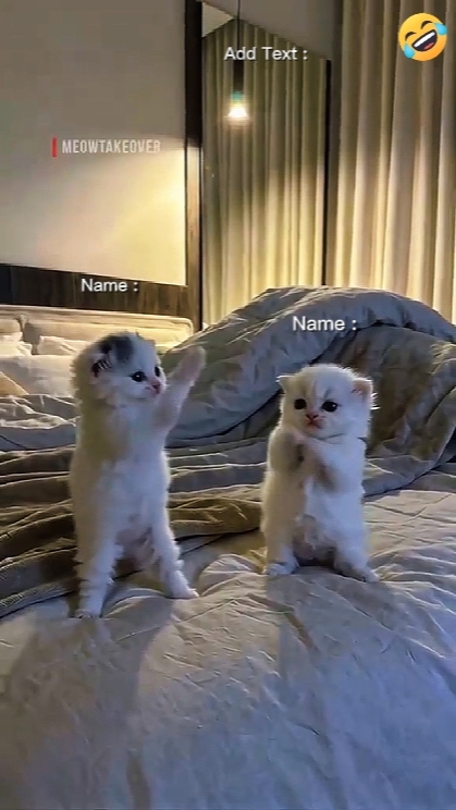 Cute Cat