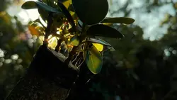 4 Video aesthetic