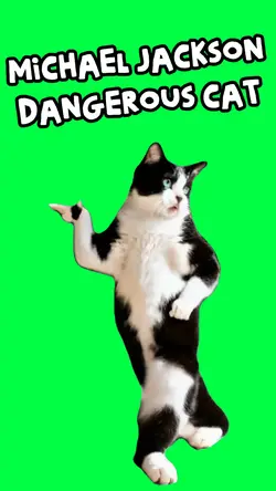 DANGEROUS CAT DANCE