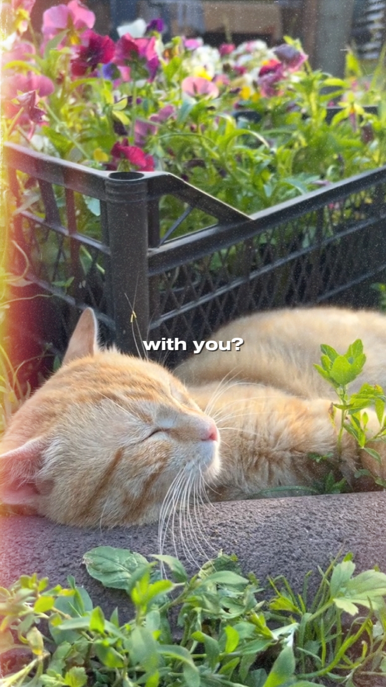 histoire d'amoureux des chats
