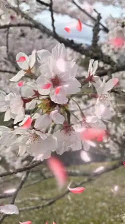 桜🌸