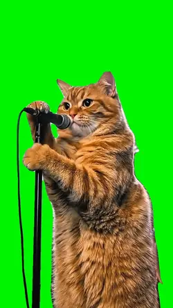 Rock Out Cat