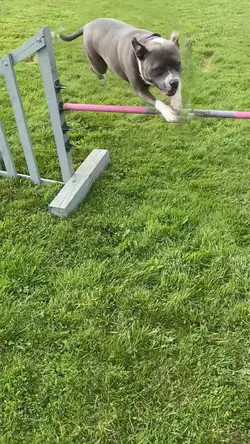 Went to a agility 