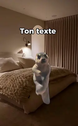 Meme humour marmotte