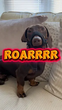 I’m a vicious dog