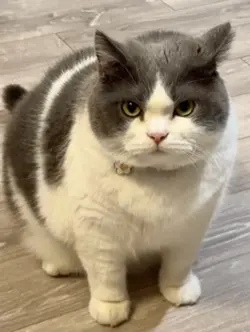 AI journalist interv