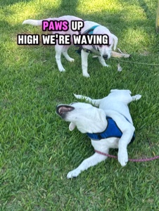 Dog poem funny by me