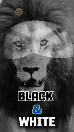 Black & White!🤍🖤🤍