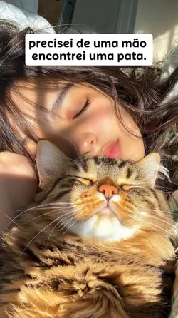 Gatos 