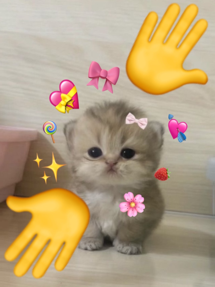 Face reveal!!🐈