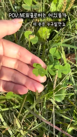 네잎클로버스껄