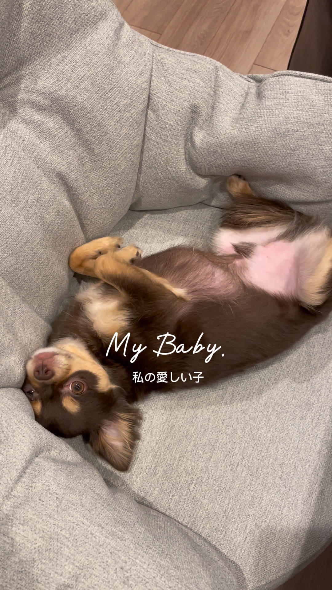 Meu bebê Meu Tr