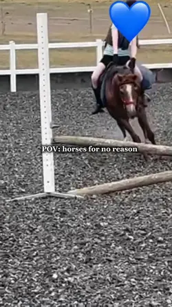 Horses for no reason