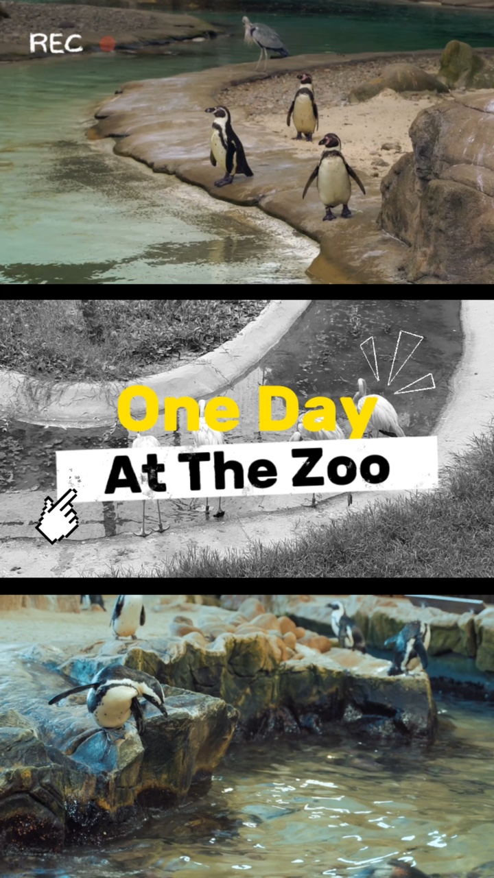 Zoo Animal Display TikTok Style