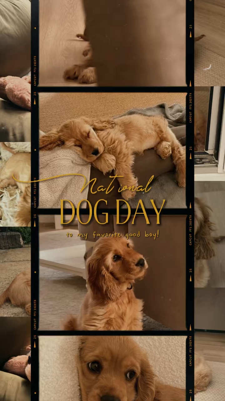 Nationaler Tag des Hundes