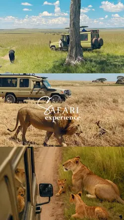 safari experience