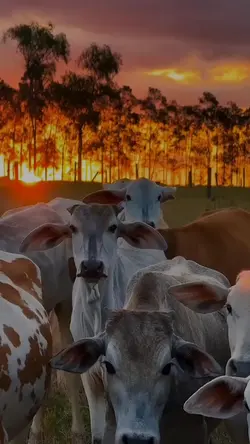 Vou por onde o vento