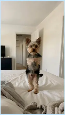 dancing dog