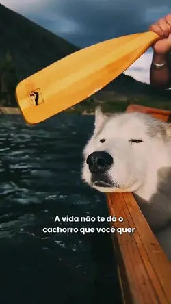  Cachorro 