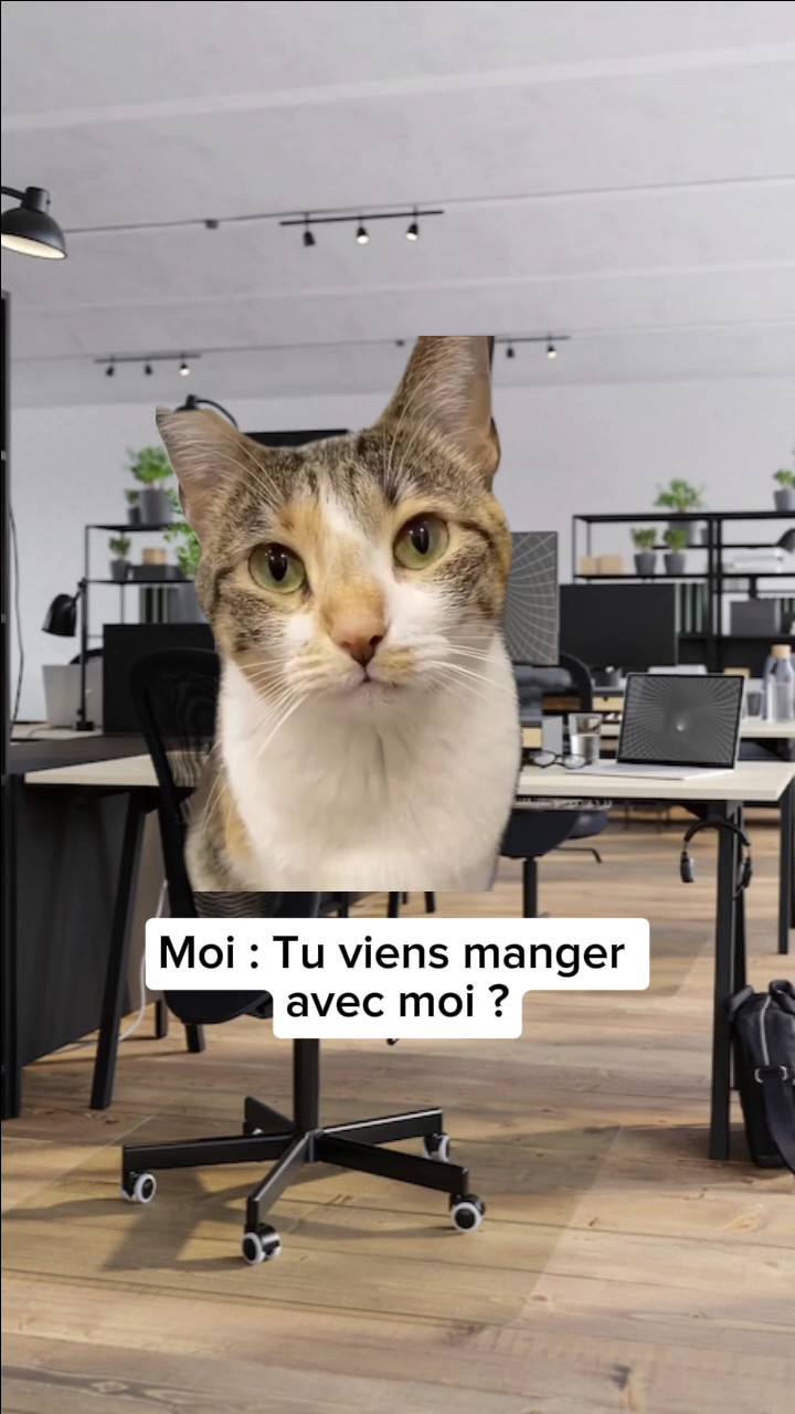 chat triste