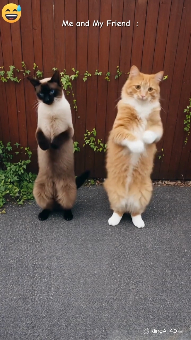 Dance cat Trend aaa 