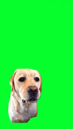 funny dog stunned