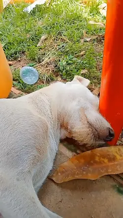 គាត់នៅតែបន្តការឆ្កួត